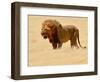 Warrior, Etosha, 2018-Eric Meyer-Framed Photographic Print