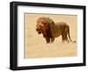 Warrior, Etosha, 2018-Eric Meyer-Framed Photographic Print