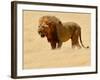 Warrior, Etosha, 2018-Eric Meyer-Framed Photographic Print