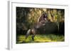 Warrior Prince-Bob Langrish-Framed Photographic Print