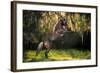 Warrior Prince-Bob Langrish-Framed Photographic Print