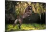 Warrior Prince-Bob Langrish-Mounted Photographic Print