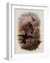 Warszewicz's Rainbow, Diphlog?na Aurora-John Gould-Framed Giclee Print