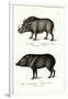 Warthog, 1824-Karl Joseph Brodtmann-Framed Giclee Print