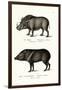 Warthog, 1824-Karl Joseph Brodtmann-Framed Giclee Print