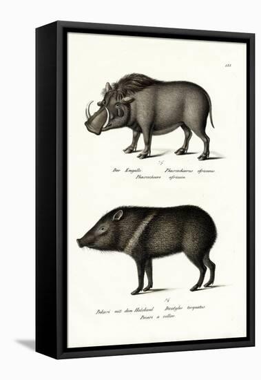 Warthog, 1824-Karl Joseph Brodtmann-Framed Stretched Canvas