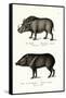 Warthog, 1824-Karl Joseph Brodtmann-Framed Stretched Canvas