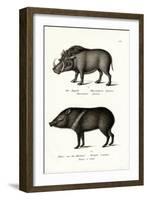 Warthog, 1824-Karl Joseph Brodtmann-Framed Giclee Print