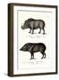 Warthog, 1824-Karl Joseph Brodtmann-Framed Giclee Print