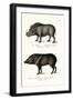 Warthog, 1824-Karl Joseph Brodtmann-Framed Giclee Print