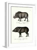 Warthog, 1824-Karl Joseph Brodtmann-Framed Giclee Print