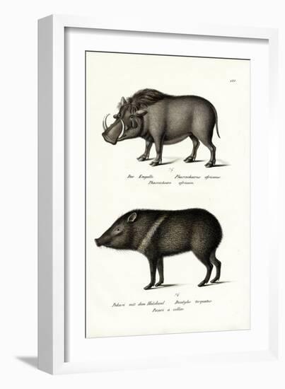 Warthog, 1824-Karl Joseph Brodtmann-Framed Giclee Print