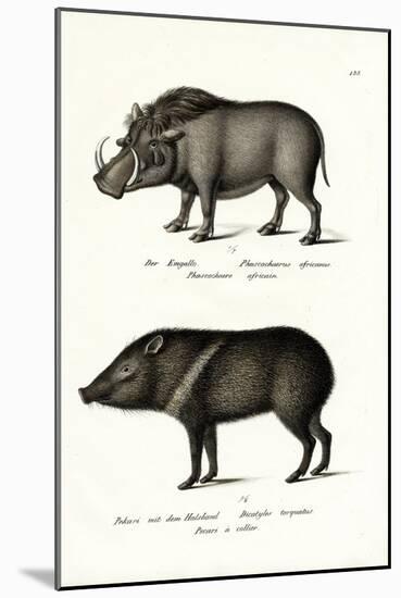 Warthog, 1824-Karl Joseph Brodtmann-Mounted Giclee Print