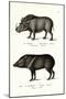 Warthog, 1824-Karl Joseph Brodtmann-Mounted Giclee Print