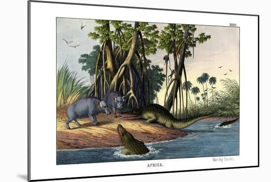 Warthog, 1860-null-Mounted Giclee Print