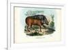 Warthog, 1863-79-Raimundo Petraroja-Framed Giclee Print