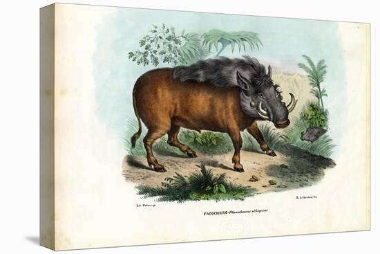 Warthog, 1863-79-Raimundo Petraroja-Stretched Canvas