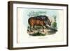 Warthog, 1863-79-Raimundo Petraroja-Framed Premium Giclee Print