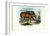 Warthog, 1863-79-Raimundo Petraroja-Framed Premium Giclee Print