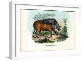 Warthog, 1863-79-Raimundo Petraroja-Framed Giclee Print