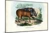 Warthog, 1863-79-Raimundo Petraroja-Mounted Giclee Print