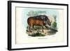 Warthog, 1863-79-Raimundo Petraroja-Framed Giclee Print