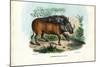 Warthog, 1863-79-Raimundo Petraroja-Mounted Giclee Print