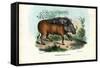 Warthog, 1863-79-Raimundo Petraroja-Framed Stretched Canvas