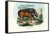 Warthog, 1863-79-Raimundo Petraroja-Framed Stretched Canvas