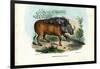 Warthog, 1863-79-Raimundo Petraroja-Framed Giclee Print