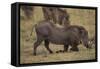 Warthog Digging for Food with Snout-DLILLC-Framed Stretched Canvas