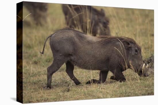 Warthog Digging for Food with Snout-DLILLC-Stretched Canvas