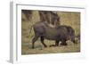 Warthog Digging for Food with Snout-DLILLC-Framed Premium Photographic Print