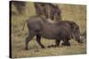 Warthog Digging for Food with Snout-DLILLC-Stretched Canvas