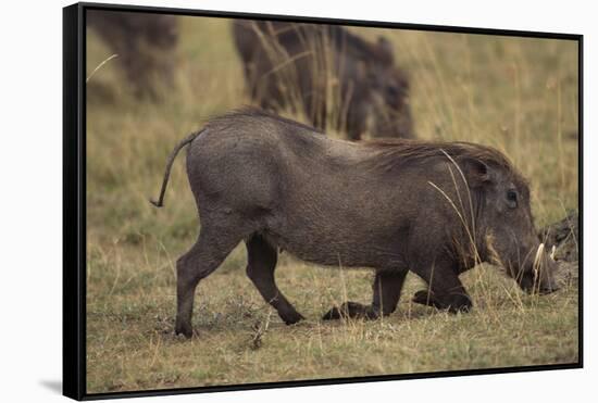 Warthog Digging for Food with Snout-DLILLC-Framed Stretched Canvas