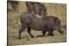 Warthog Digging for Food with Snout-DLILLC-Stretched Canvas