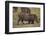 Warthog Digging for Food with Snout-DLILLC-Framed Premium Photographic Print