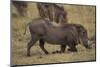 Warthog Digging for Food with Snout-DLILLC-Mounted Premium Photographic Print