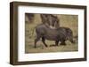 Warthog Digging for Food with Snout-DLILLC-Framed Photographic Print