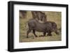 Warthog Digging for Food with Snout-DLILLC-Framed Photographic Print