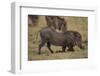 Warthog Digging for Food with Snout-DLILLC-Framed Photographic Print