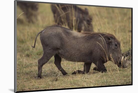 Warthog Digging for Food with Snout-DLILLC-Mounted Photographic Print