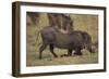 Warthog Digging for Food with Snout-DLILLC-Framed Photographic Print