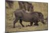 Warthog Digging for Food with Snout-DLILLC-Mounted Photographic Print