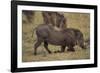 Warthog Digging for Food with Snout-DLILLC-Framed Photographic Print