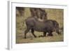 Warthog Digging for Food with Snout-DLILLC-Framed Photographic Print