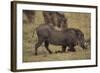 Warthog Digging for Food with Snout-DLILLC-Framed Photographic Print