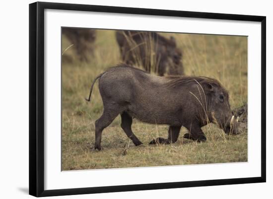 Warthog Digging for Food with Snout-DLILLC-Framed Photographic Print