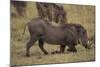 Warthog Digging for Food with Snout-DLILLC-Mounted Photographic Print