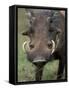 Warthog Displays Tusks, Addo National Park, South Africa-Paul Souders-Framed Stretched Canvas